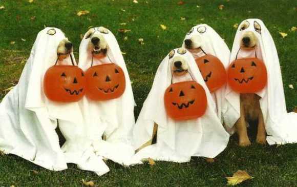 halloween-dogs
